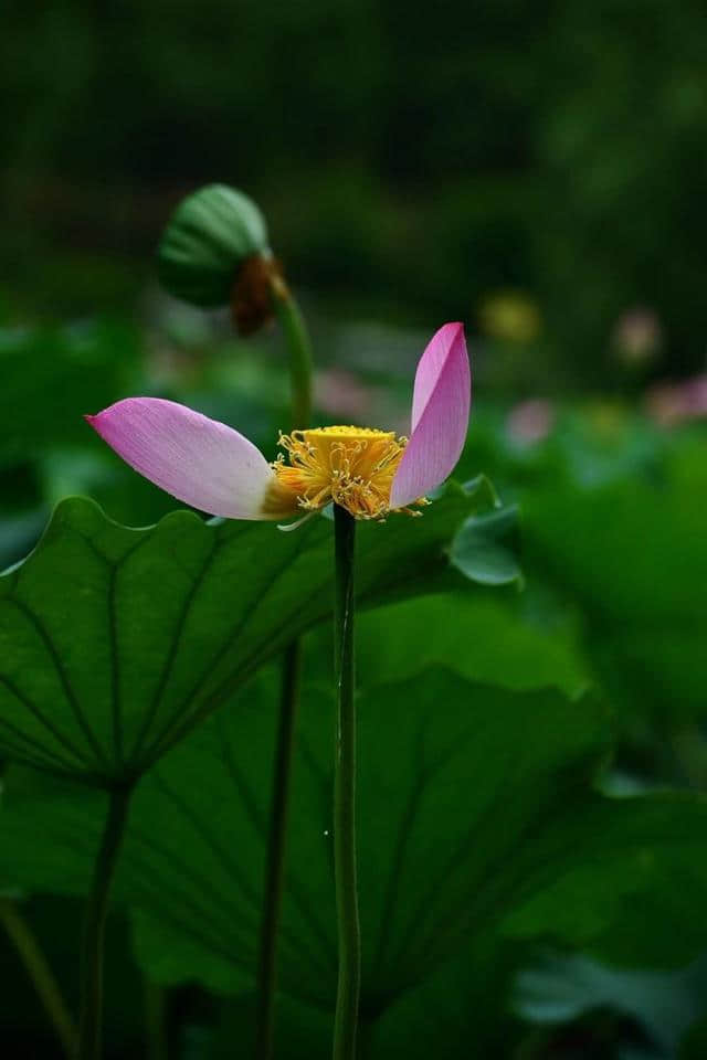 洛阳西霞院百亩荷花开了，荷风送香气，竹露滴清响