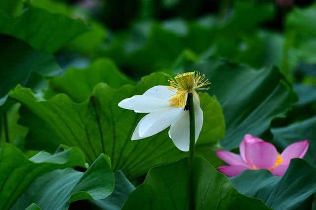 洛阳西霞院百亩荷花开了，荷风送香气，竹露滴清响