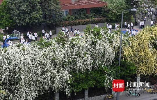 这几天，如瀑布般的木香花开满蓉城