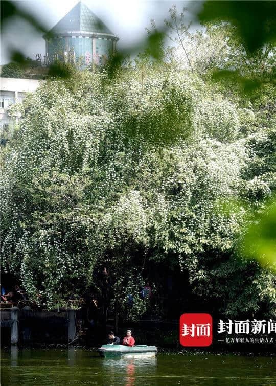 这几天，如瀑布般的木香花开满蓉城