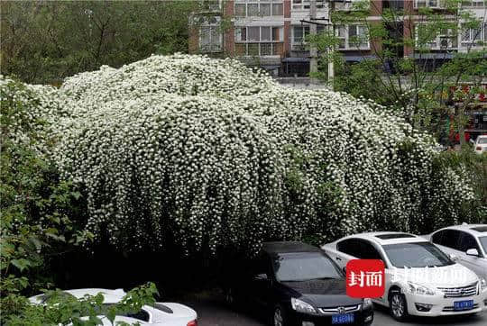 这几天，如瀑布般的木香花开满蓉城