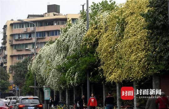 这几天，如瀑布般的木香花开满蓉城