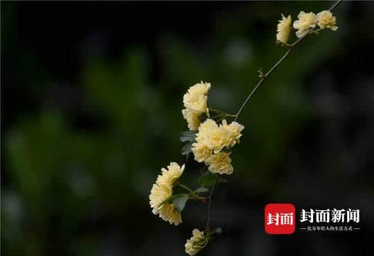 这几天，如瀑布般的木香花开满蓉城