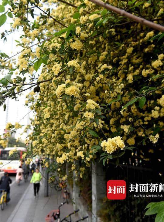 这几天，如瀑布般的木香花开满蓉城