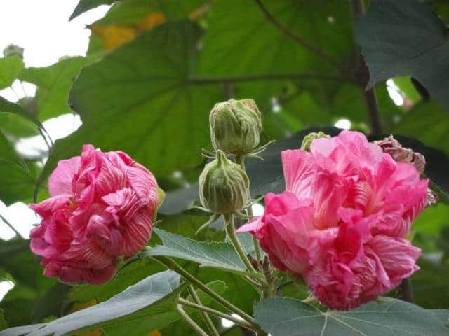 芙蓉花开，锦绣满院！几株俏芙蓉就能让你的小院美美哒！