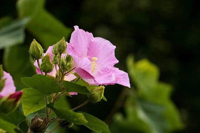 芙蓉花开，锦绣满院！几株俏芙蓉就能让你的小院美美哒！