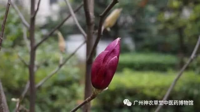 木末芙蓉花，山中发红萼