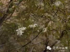 别以为它是蔷薇，看生活在身边的木香花