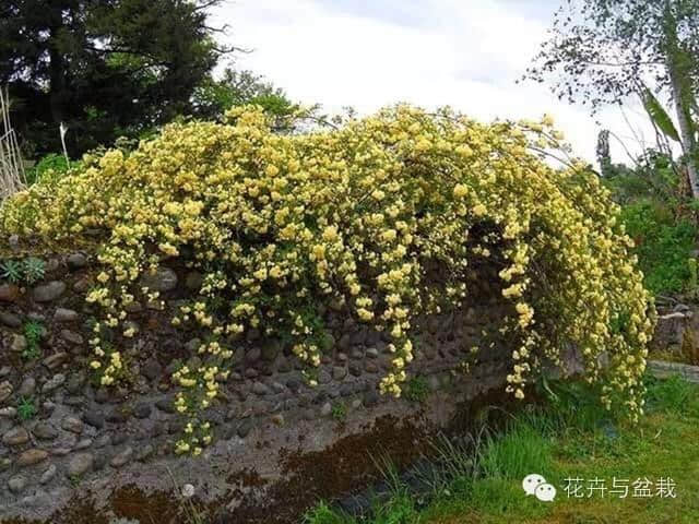 别以为它是蔷薇，看生活在身边的木香花