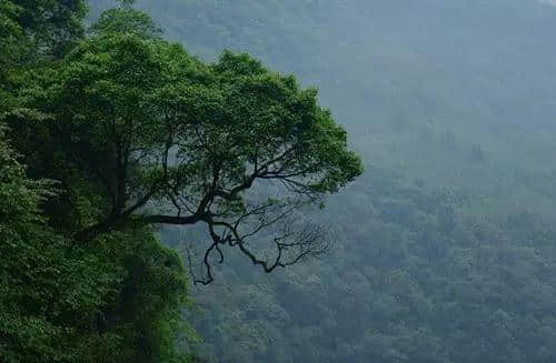 成都两天打来回，去邛崃探寻秘境森林！