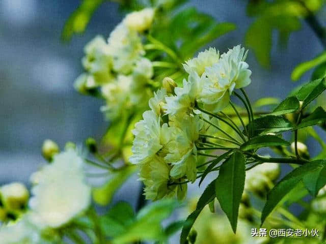 木香花开了一簇簇洁白如雪的花朵洒满树枝花香弥漫着沁人心脾