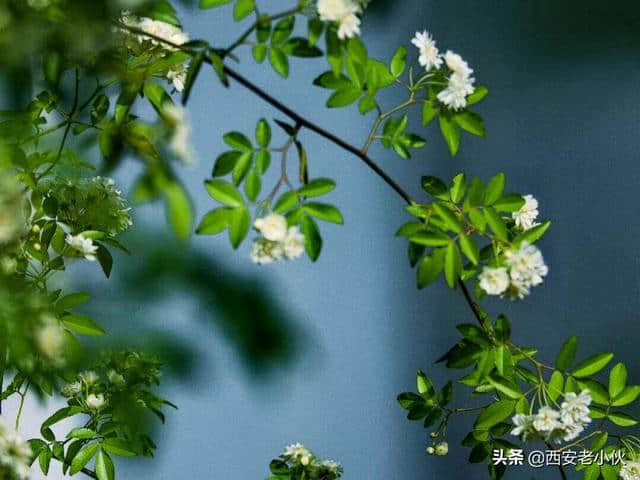 木香花开了一簇簇洁白如雪的花朵洒满树枝花香弥漫着沁人心脾