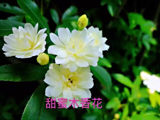 甜蜜木香花