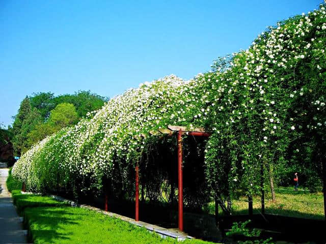 甜蜜木香花