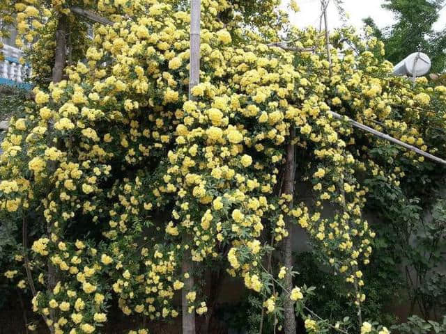 甜蜜木香花