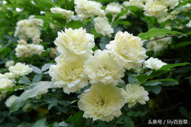 孔府百年木香花盛开，香透古今