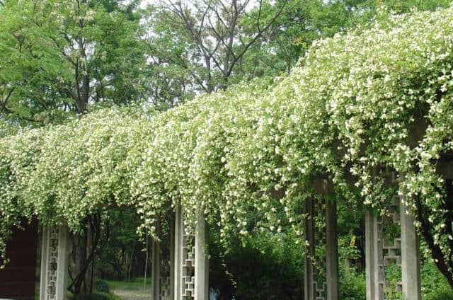 海上花语⑳|木香花：繁花满枝，望若瀑布