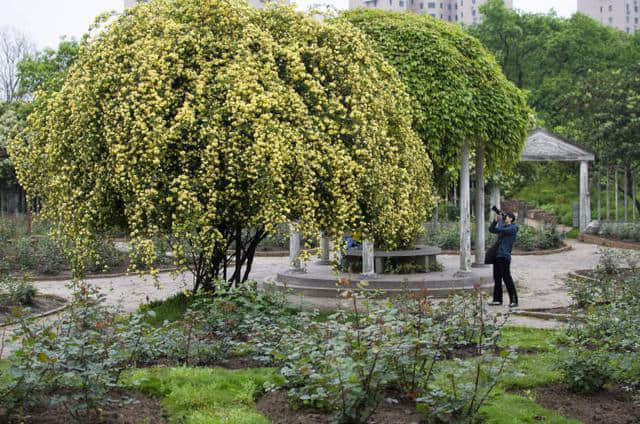 海上花语⑳|木香花：繁花满枝，望若瀑布