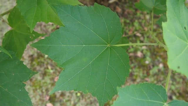 木芙蓉：掌叶迎佳子，粉花羞美人