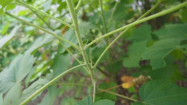 木芙蓉：掌叶迎佳子，粉花羞美人