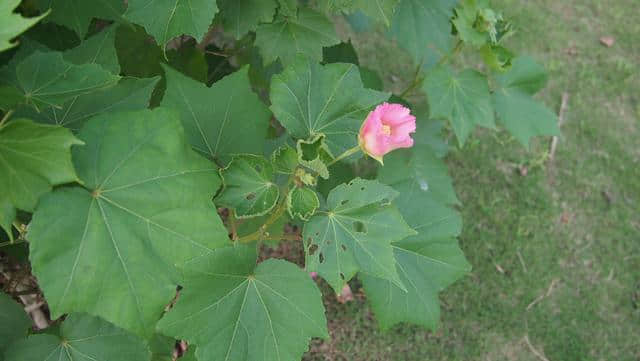 木芙蓉：掌叶迎佳子，粉花羞美人