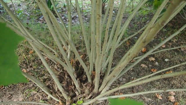 木芙蓉：掌叶迎佳子，粉花羞美人