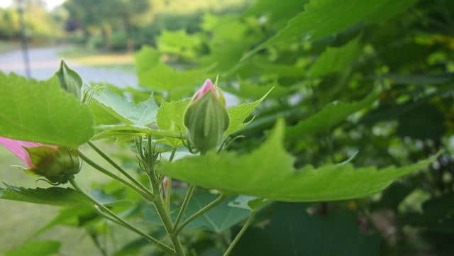 木芙蓉：掌叶迎佳子，粉花羞美人