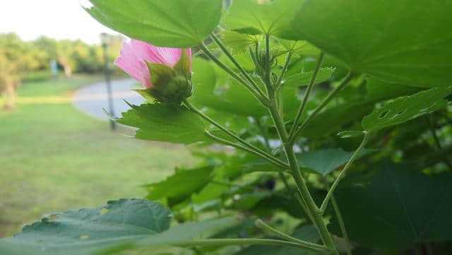 木芙蓉：掌叶迎佳子，粉花羞美人