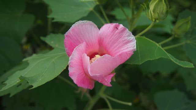 木芙蓉：掌叶迎佳子，粉花羞美人