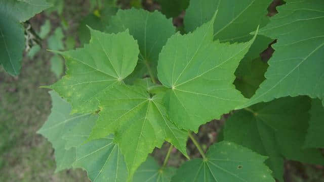 木芙蓉：掌叶迎佳子，粉花羞美人