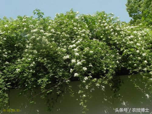 木香花该如何栽培养殖？木香花的栽培与养殖技术