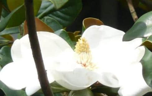 木兰花的种类与养植