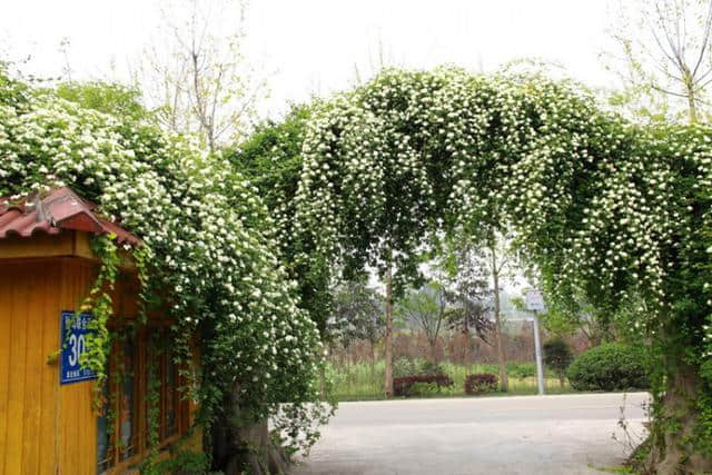 木香（别名：木香花），也是花界种植首选之一，分享一些栽培技巧