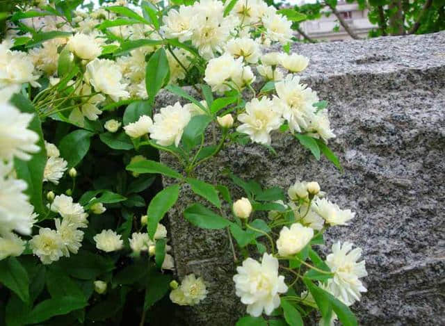 木香（别名：木香花），也是花界种植首选之一，分享一些栽培技巧