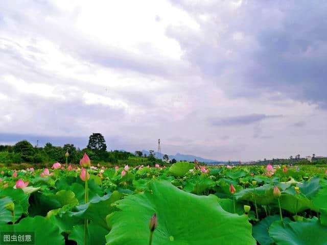 4首诗4首词，这8首写荷花的千古名作，惊艳了整个夏天