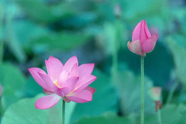 陌上漂尘：《七绝·荷花诗》九首