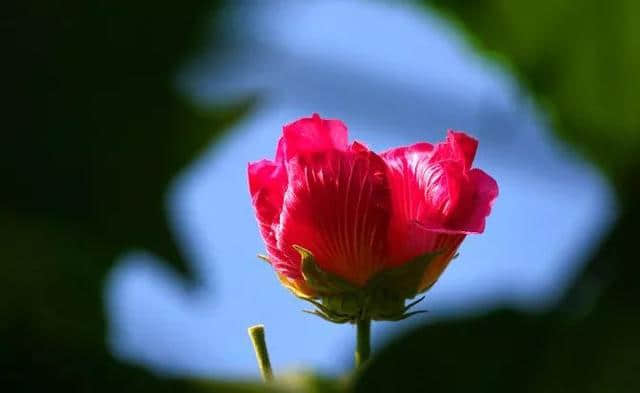 芙蓉花开 醉美双楠丨秋末冬初，来双楠寻一抹绚烂的色彩~