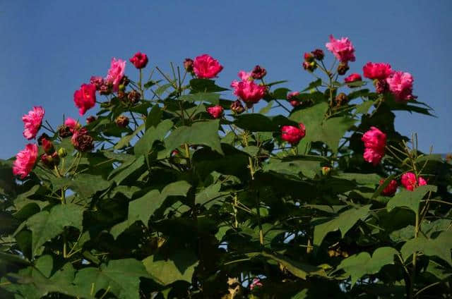 芙蓉花开 醉美双楠丨秋末冬初，来双楠寻一抹绚烂的色彩~