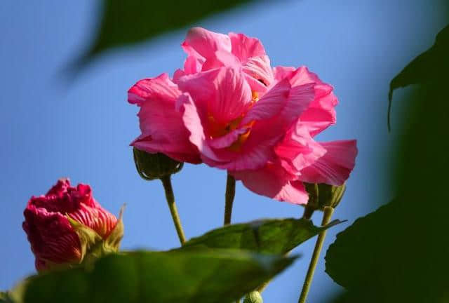 芙蓉花开 醉美双楠丨秋末冬初，来双楠寻一抹绚烂的色彩~