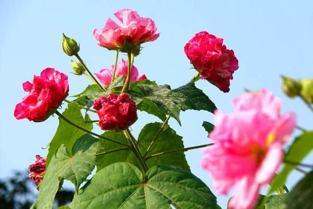 芙蓉花开 醉美双楠丨秋末冬初，来双楠寻一抹绚烂的色彩~