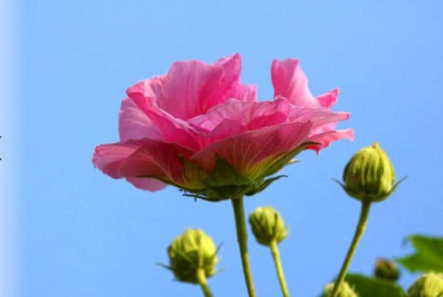 芙蓉花开 醉美双楠丨秋末冬初，来双楠寻一抹绚烂的色彩~