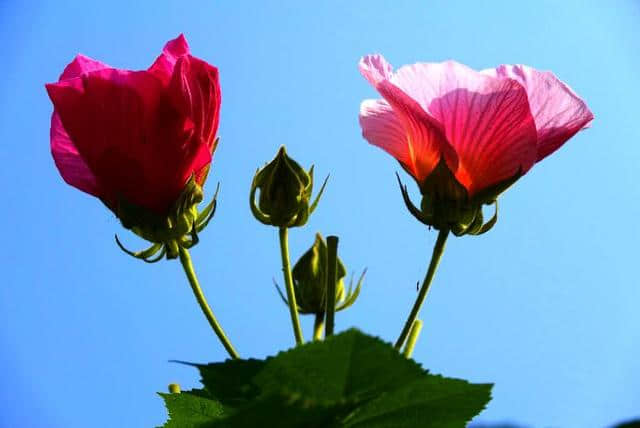 芙蓉花开 醉美双楠丨秋末冬初，来双楠寻一抹绚烂的色彩~