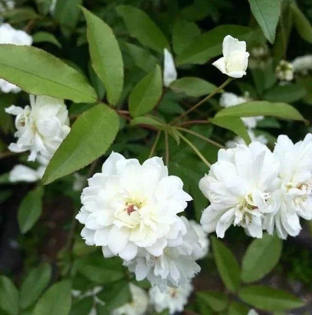 1棵木香花，只要沾土就能活，花却开的如瀑布一样