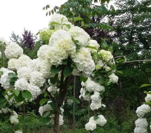 1棵木香花，只要沾土就能活，花却开的如瀑布一样