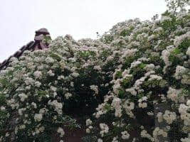 木香花，木香花