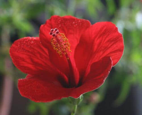 木芙蓉、扶桑、木槿花的区别！别区分了，都买回家去