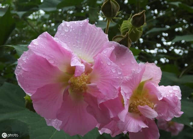 木芙蓉：花可拒霜开，惊艳秋时光