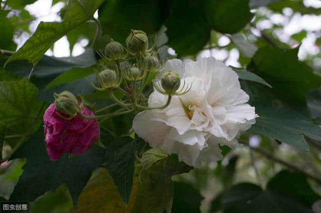 木芙蓉：花可拒霜开，惊艳秋时光