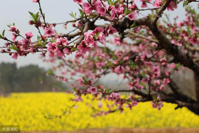 读宋词《木兰花》（宋祁）