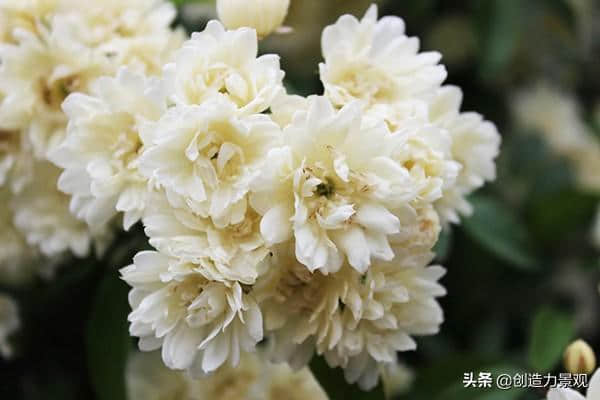 洁白无瑕，芬芳馥郁的木香花如何养护？